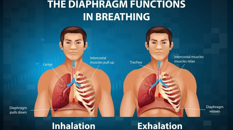 How breathing works lungs and oxygen explained
