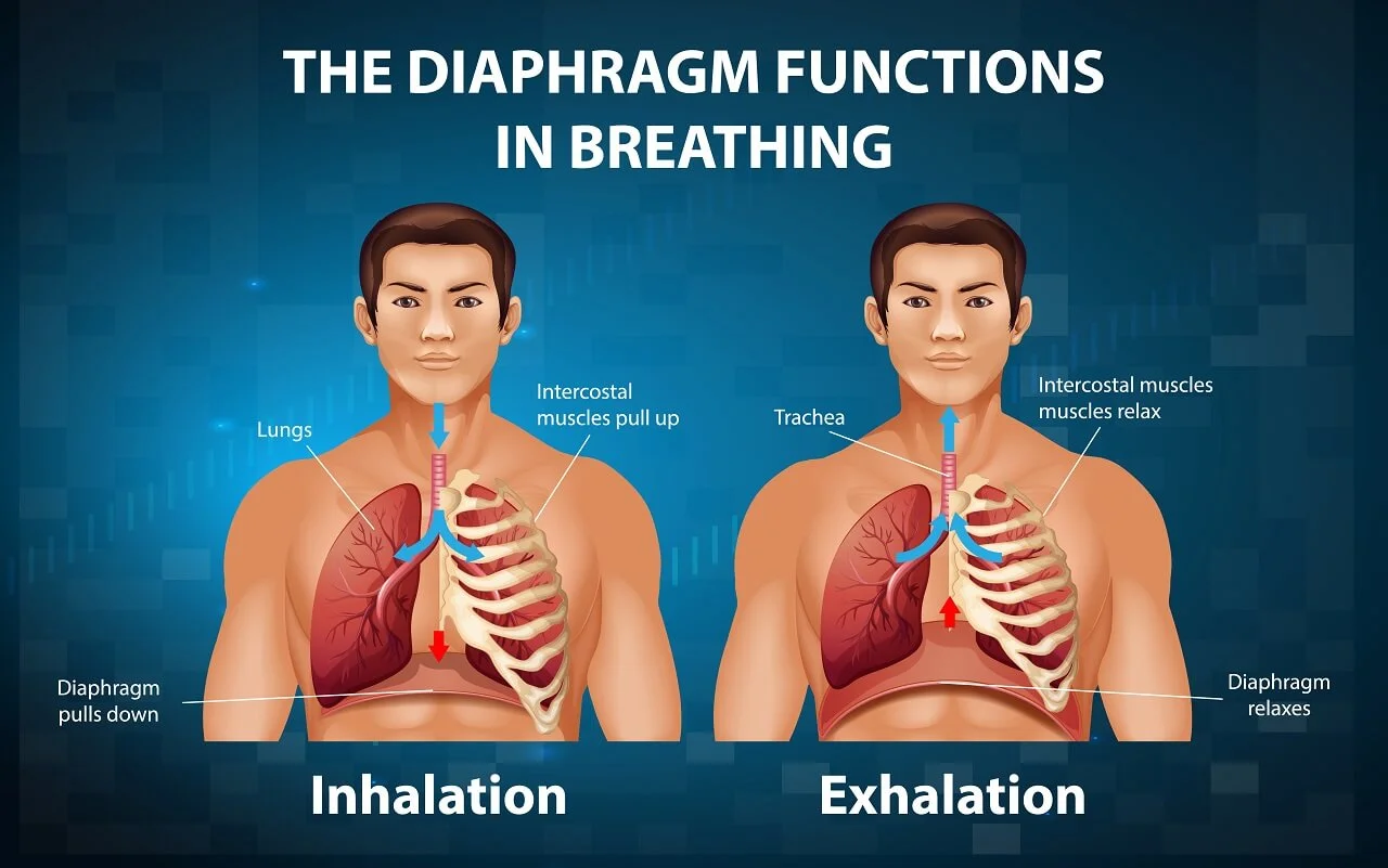 How Breathing Works: Lungs and Oxygen Explained
