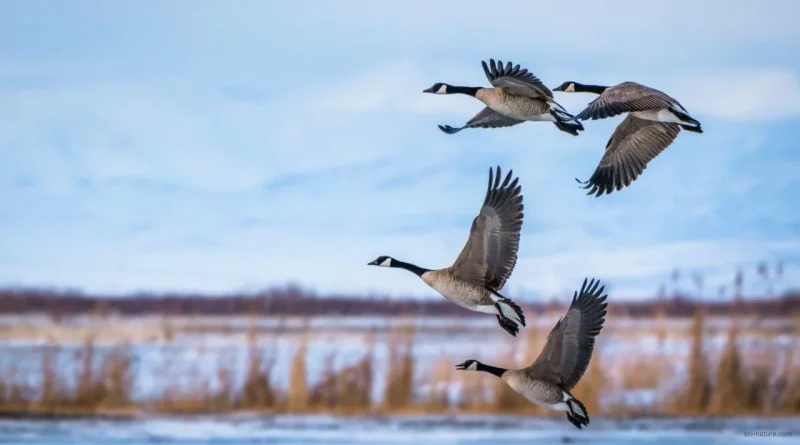 How do migratory birds find direction