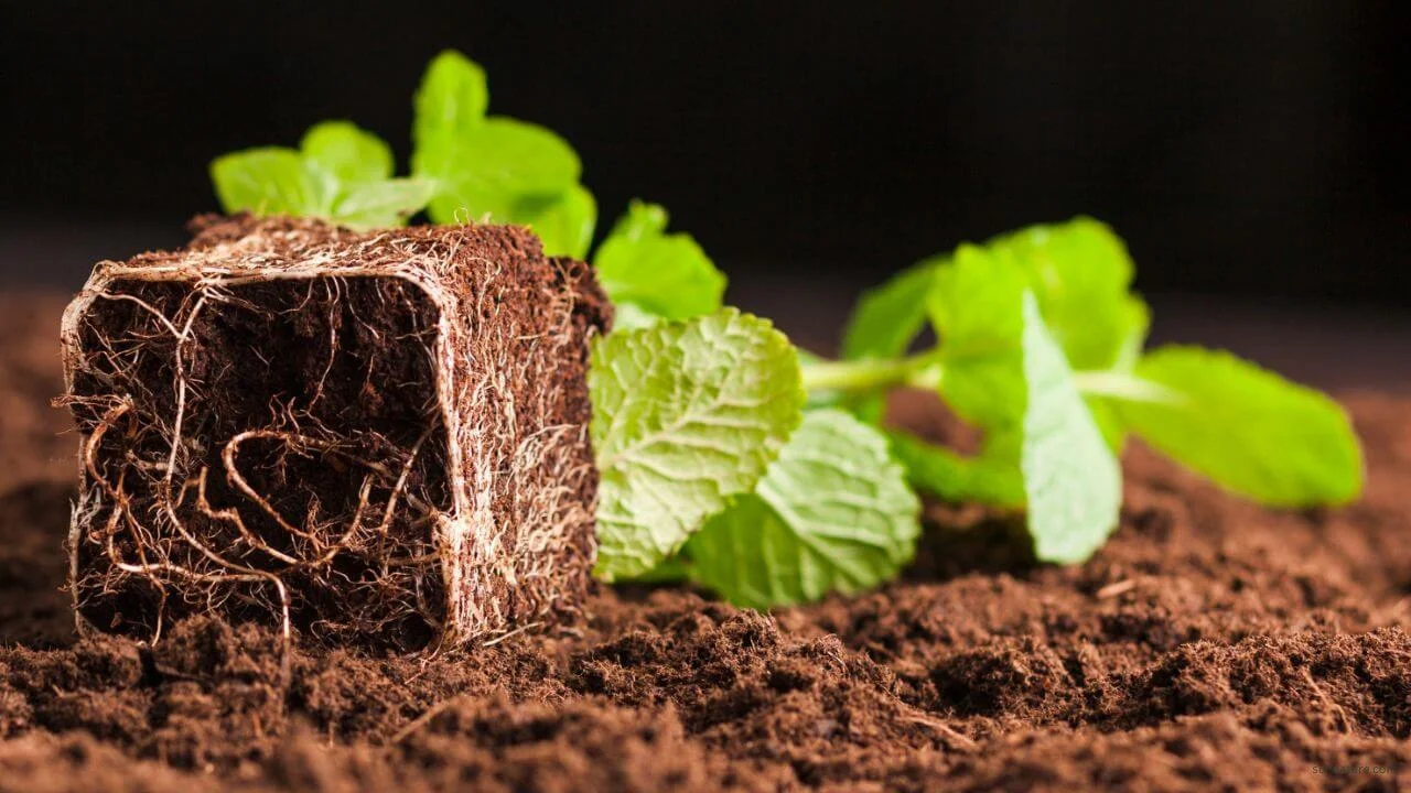 How Plants Absorb Nutrients from Soil