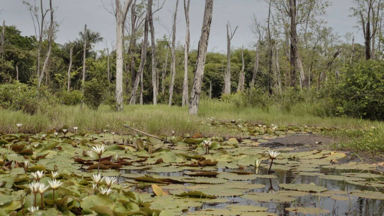 Why Wetlands Are Critical for Biodiversity