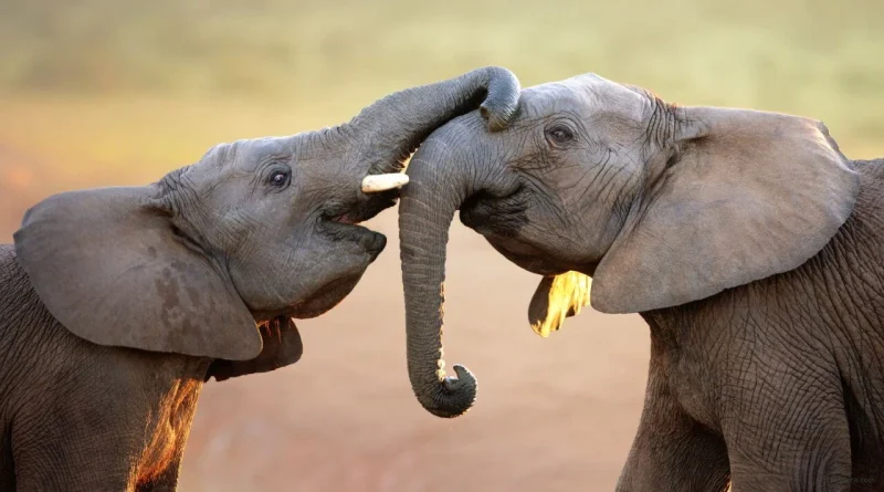 animals communicate with each other
